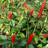 French Ginger Plant Live for Planting, Hawaiian Ginger Flower Plant, Tropical Ginger Plant Well-Rooted for Indoor Outdoor Growing, 5-9" Tall
