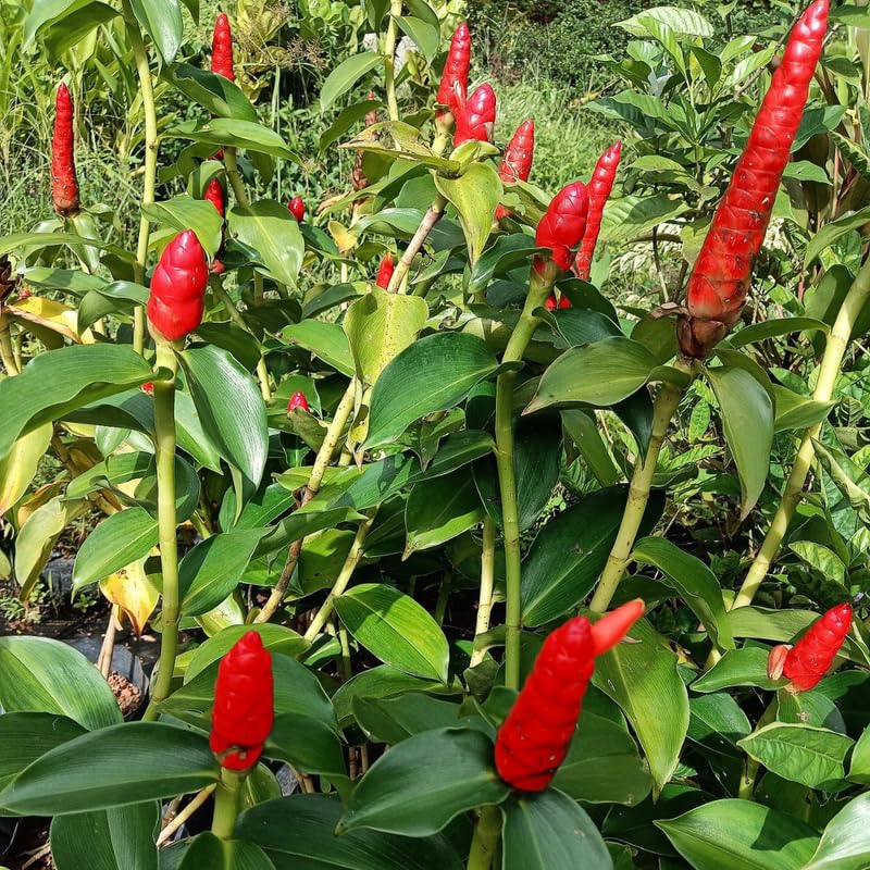 2 French Ginger Plants Live for Planting, Tropical Flowering Plant for Garden or Patio, Hardy Ginger Plant No Pot, 5-9" Height