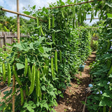50 Winged Bean Seeds for Planting, Vegetable Vine Plant Seeds Gardening Outdoor