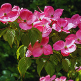 Pink Dogwood Tree Live Plant, 5 to 8'' Tall, Dogwood Flowering Plant Live Outdoor Gardening