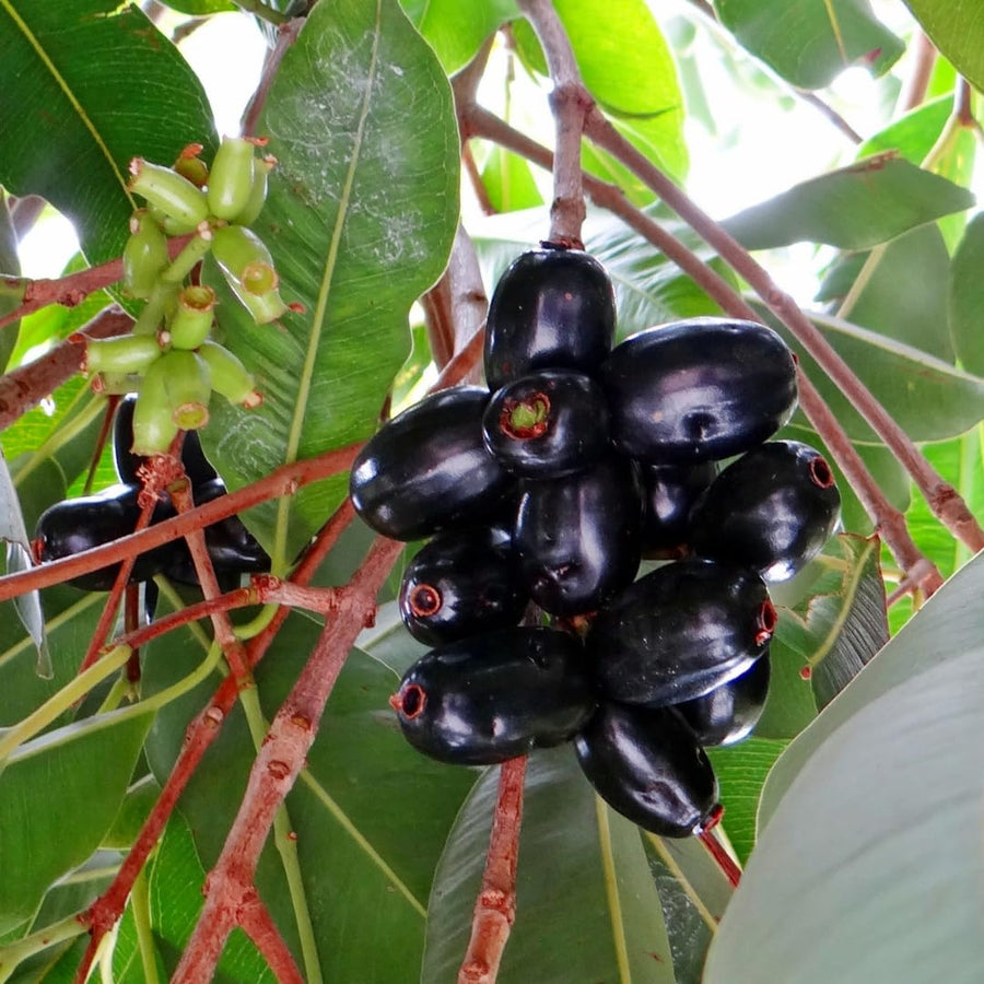 Live Black Java Plum Tree Plant, 4 to 6 Inches Tall in 4 Inch Pot, Tropical Fruit Tree Ready to Grow