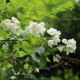 Mock Orange Live Plant 4 Inch Pot, 3-5" Tall, Mock Orange Flower Plant, White Fragrant Flowers Blooms for Garden