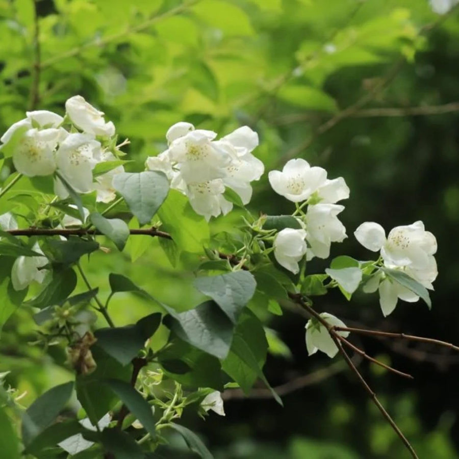 Mock Orange Live Plant 4 Inch Pot, 3-5" Tall, Mock Orange Flower Plant, White Fragrant Flowers Blooms for Garden