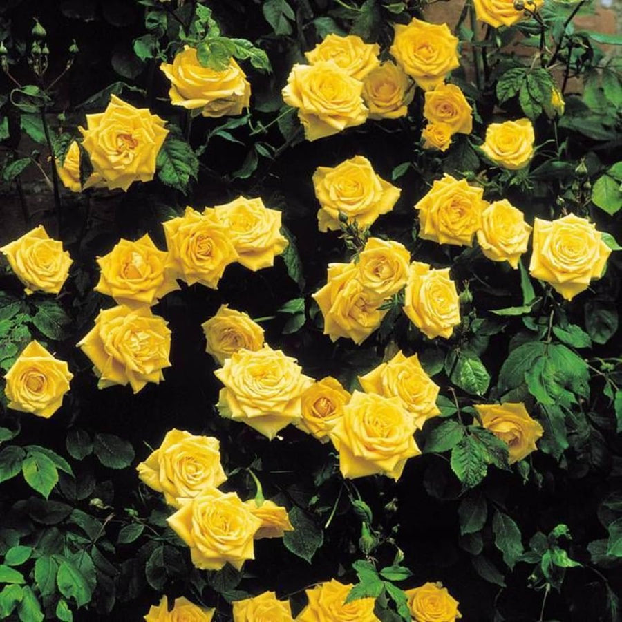 Golden Yellow Sunrosa Rose Live Plant Bare Root, Live Rose Bushes Ready to Plant Outdoor, 7-12 Inc Tall, Well Rooted, Cold Hardy