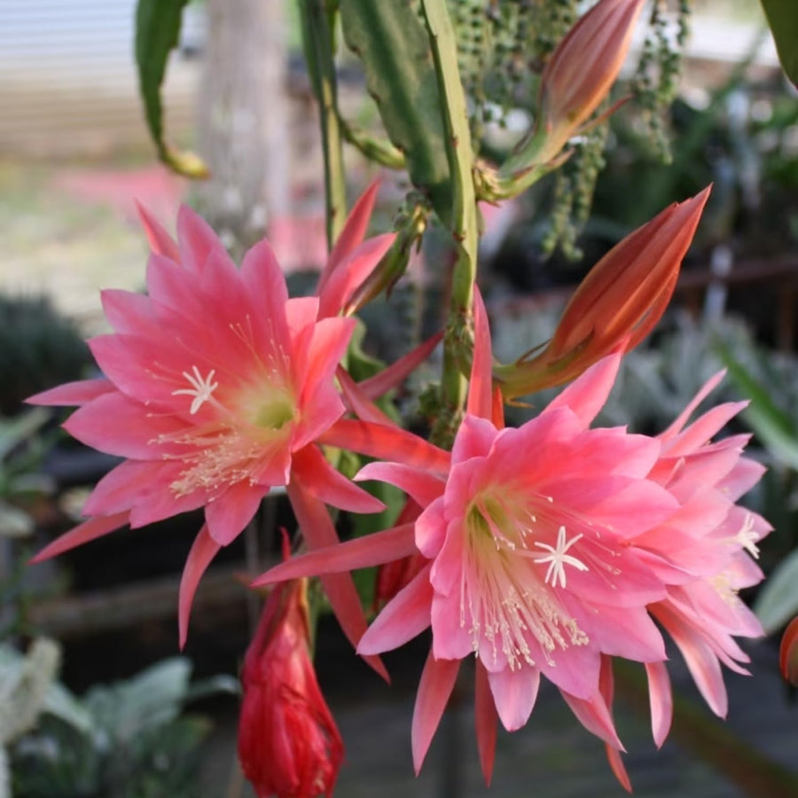 Long Epiphyllum Orchid Cactus Plants Live Tree, 1 Feet Tall Fully-Rooted in 4" Pot, Orchird Cactus Cold Hardy, Fragrant (Pink)