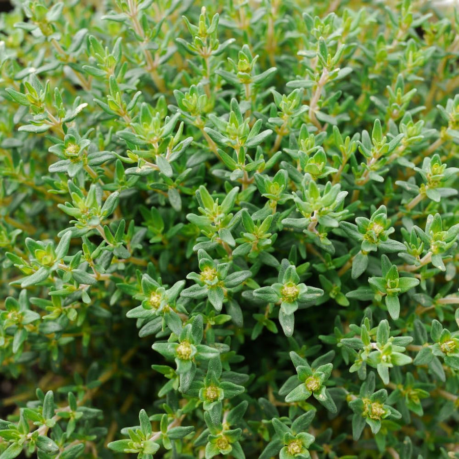 Set 2000 Thyme Seeds for Planting, Hardy Thyme, Greem Thyme Herb Seeds, Perennial Herb for Containers, Borders and Outdoor Garden