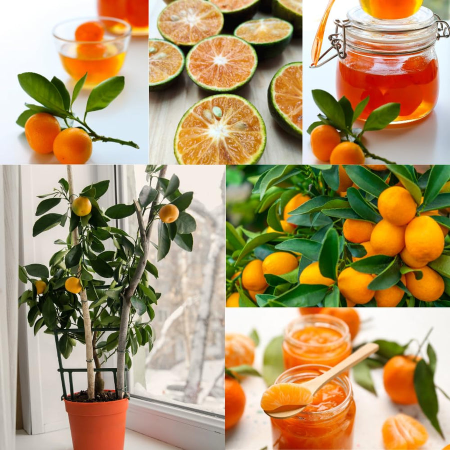 Calamondin Tree Live Plant, Calamansi Plant, 3 to 4 feet Tall, Calamondin Calamansi Trees Live Plants for Indoor Outdoor Planting