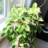 Hoya Plant Live - Tricolor Hoya Plant 4 Inches No Pot- Rare Vining Hoya Plant Bareroot for Growing Well in House