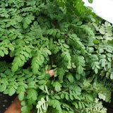 Moringa Seeds, 20 Count, Moringa Oleifera Plant Seeds, Fast Growing Herbal Plant, Seeds for Home Garden Outdoor