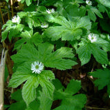 Set of 5 Goldenseal Roots Live Plants, Bare Root Golden Seal for Outdoor Growing
