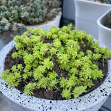 Sedum Succulent Plant Live, Succulent Live Plant, Fully Rooted Succulent Live in 4 Inc Pot, House Plant for Home Office