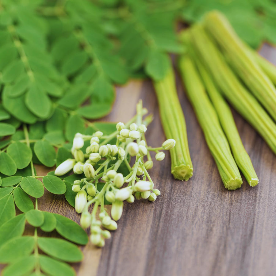 Set 2 Moringa Trees Live Plants, Oleifera Drumstick Trees Live Plants, Moringa Plants, 1 to 2 Feet Tall