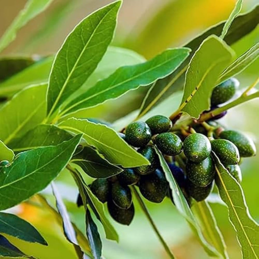 Bay Leaf Tree Live Plant, Sweet Bay Laurel Laurus Nobilis, 8-10 Inch Tall in 4” Pot, Culinary Herb Plant