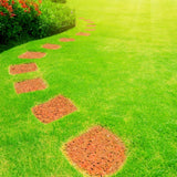 20000 Zoysia Grass Seeds, Emerald Zoysia Grass Seed, Soft Dense Green Lawn, Zoysia Grass Seed for Lawns and Landscapes, Low Maintenance Warm Season