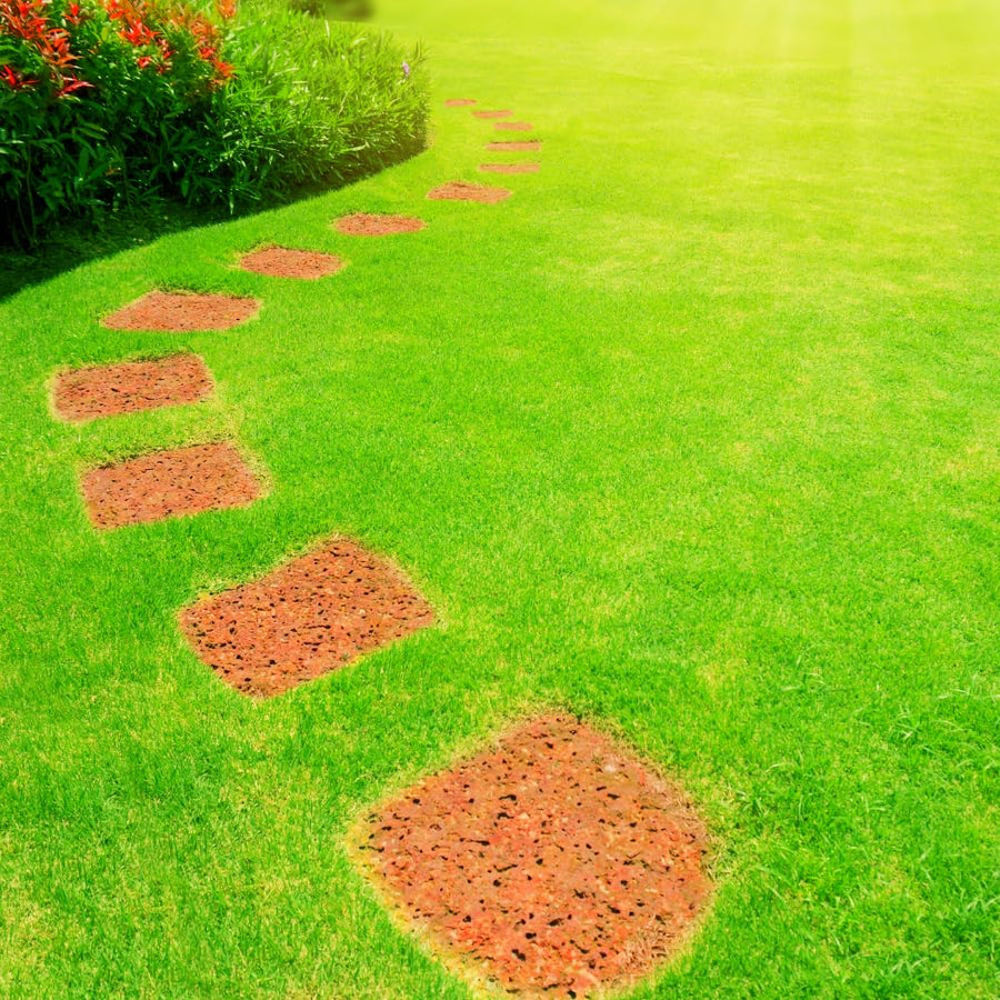 20000 Zoysia Grass Seeds, Emerald Zoysia Grass Seed, Soft Dense Green Lawn, Zoysia Grass Seed for Lawns and Landscapes, Low Maintenance Warm Season