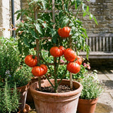 Set 1000 Beefsteak Tomato Seeds, Beefsteak Tomato Plant Live, Large Tomatoes Seeds for Outdoor Gardening