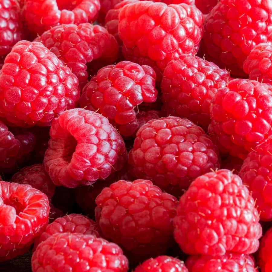 Red Raspberry Plants Live for Planting, Raspberry Bushes Live Plant 5-9" Large Size 9 Months Old Seedling