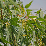 Eucalyptus Tree Live Plant 5″ Pot, Fragrant Eucalyptus Plant, Easy Grow Ornamental Tree for Outdoor (Lemon Eucalyptus)