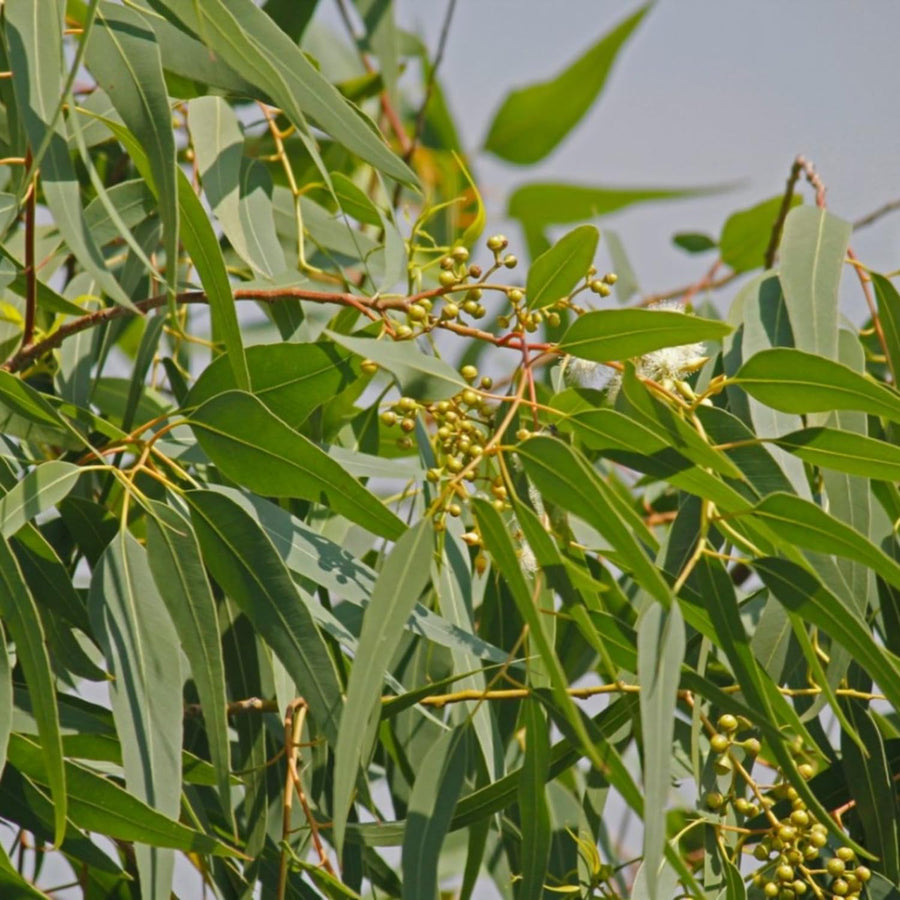 Eucalyptus Tree Live Plant 5″ Pot, Fragrant Eucalyptus Plant, Easy Grow Ornamental Tree for Outdoor (Lemon Eucalyptus)