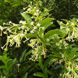 Night Blooming Jasmine Plant, Live Jasmine Flower Plant Indoor Well Rooted, Outdoor Garden Planting 8-10 Inches