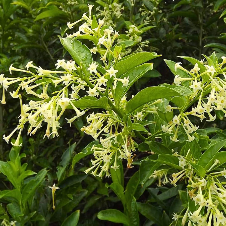 Night Blooming Jasmine Plant, Live Jasmine Flower Plant Indoor Well Rooted, Outdoor Garden Planting 8-10 Inches