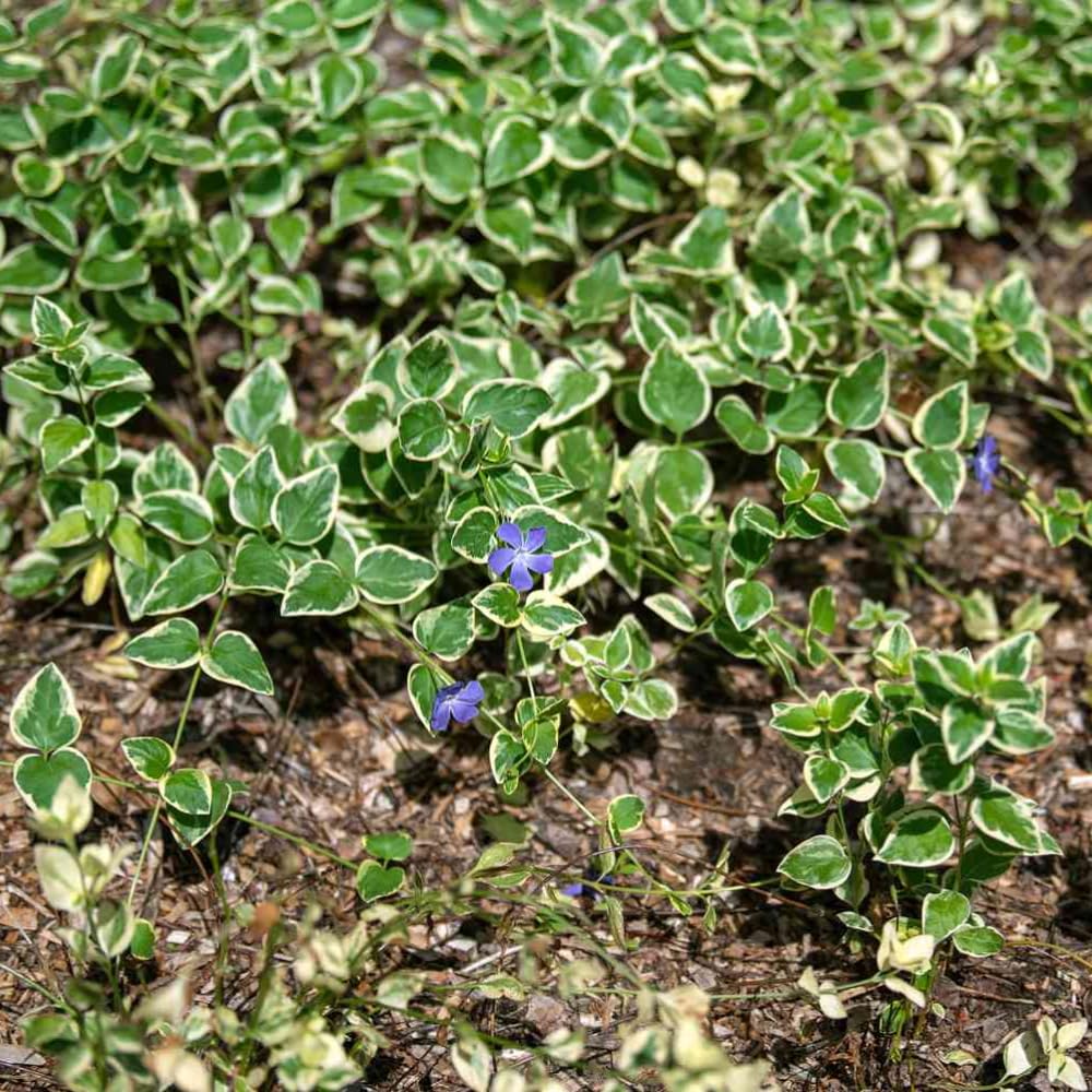 60Pcs Variegated Vinca Periwinkle Plants Live, Creeping Vinca Minor Vine Ground Cover, Starter Plants Perennial, Blue Lavender Flowers