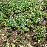Pack 36 Variegated Vinca Plants Live, Climbing Vinca Minor Vine, Periwinkle Plants Live Ground Cover for Planting Outdoors, from 6 Inc Tall