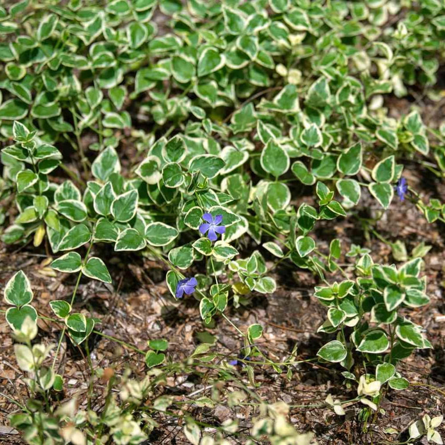 Pack 36 Variegated Vinca Plants Live, Climbing Vinca Minor Vine, Periwinkle Plants Live Ground Cover for Planting Outdoors, from 6 Inc Tall
