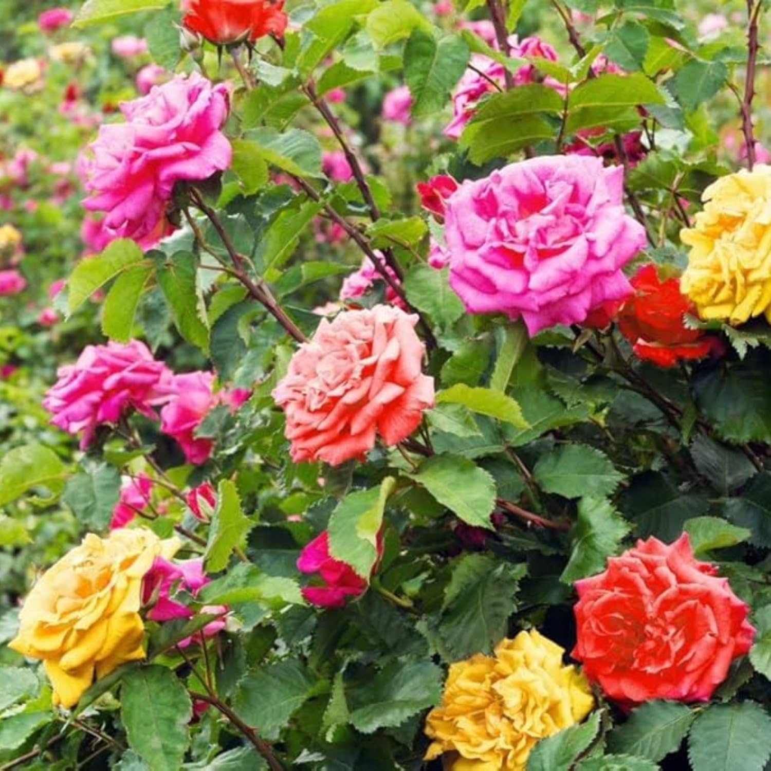 2 Mix Rose Plants Live, Rose Bush Live Plants, Fragrant Rose Flowers, Well Rooted 5-10 Inch Tall
