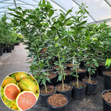 Variegated Pink Lemon Tree Live, Grafted Citrus Tree 3 Feet Tall, Pink Lemon Fruit Tree
