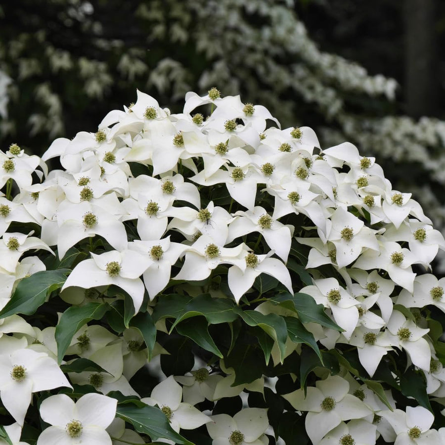 Kousa White Dogwood Trees Shrubs Bushes Live Plants in Quart Pot, Dogwood Trees Live Plants for Planting Outside, Flowering Dogwood 6-13 Inc Tall