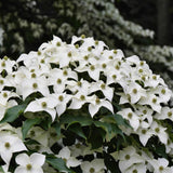 Kousa Dogwood Trees Live Plants in Pot, White Flowering Dogwood Plants Live, 6-12" Tall Bushes for Planting Outside Flower Shrubs