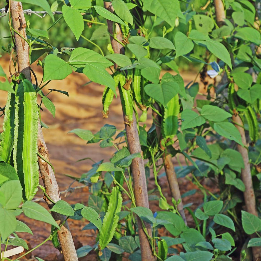 25 Winged Bean Seeds for Planting, Vegetable Vine Plant Seeds Gardening