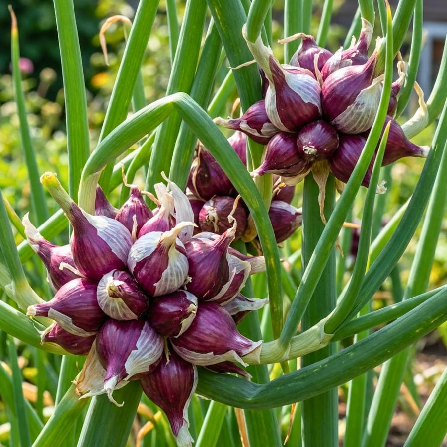 50 Egyptian Walking Onion Seeds for Planting, Hardy Perennial Vegetable Seeds, Not Bulbs, Edible Onion Herb for Home Garden Year-Round Planting
