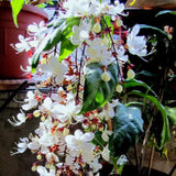 2 Clerodendrum Plants Live 5-9 Inc Tall - Great for Beautifying Indoor and Outdoor Spaces - Trailing Light Bulb Flowering Vine (Light Wallichii Smithianum)
