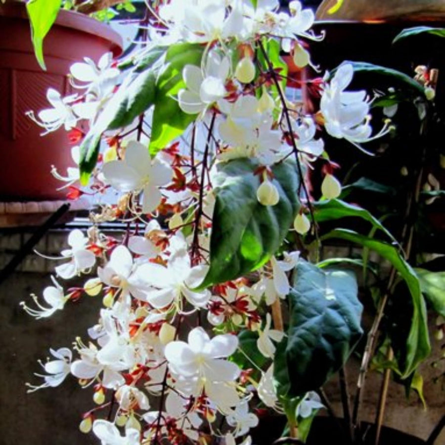 2 Clerodendrum Plants Live 5-9 Inc Tall - Great for Beautifying Indoor and Outdoor Spaces - Trailing Light Bulb Flowering Vine (Light Wallichii Smithianum)
