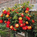 Orange to Red Yellow Climbing Roses Live Plants 7 Months Old, Rose Bushes Ready to Plant 5-9" Tall, Very Fragrant, Can Grow As Climber or Bush Tree or Trellises, Walls, Fences