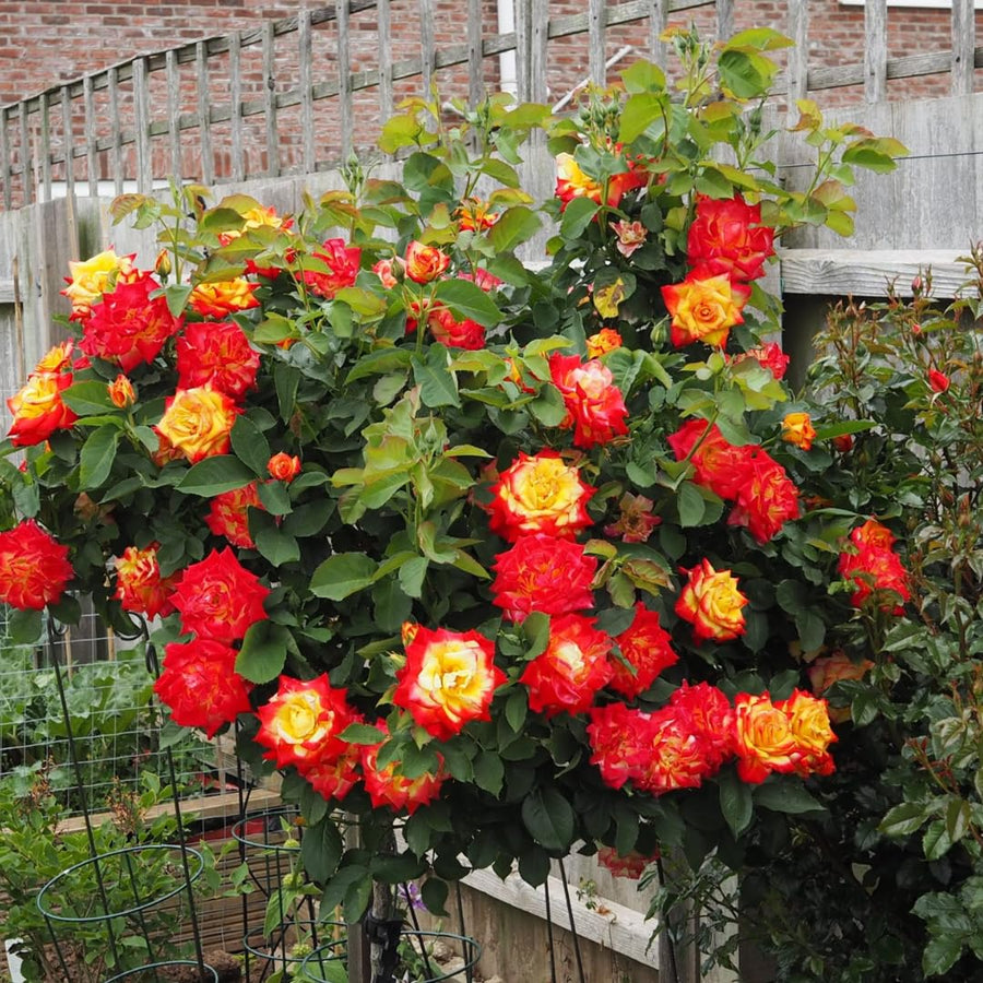 Orange to Red Yellow Climbing Roses Live Plants 7 Months Old, Rose Bushes Ready to Plant 5-9" Tall, Very Fragrant, Can Grow As Climber or Bush Tree or Trellises, Walls, Fences