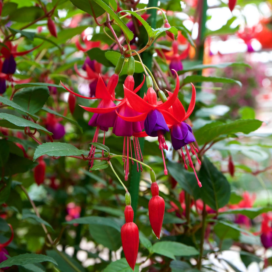 Purple Fuchsia Plant Live, Hardy Fuchsia Flower Plants for Garden, 3 to 4'' Tall - Single Bloom, Purple Flower Plant, No Pot