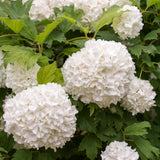 Live Viburnum Bush in 4 Inch Pot, Hardy Flowering Shrub for Outdoor Garden, Landscape or Hedge (Old Fashioned)