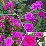 Miniature Rose Plant, Live 3.5” Potted Rose, Compact, Colorful Flowering Rose Bush for Indoor Outdoor Gardens (Magenta)
