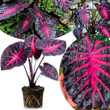 3 Colocasia Plants Live, Elephant Ear Caladium Esculenta Plants, 5 to 8 Inc Tall (Red Black)