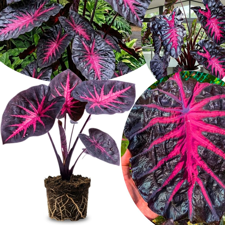 3 Colocasia Plants Live, Elephant Ear Caladium Esculenta Plants, 5 to 8 Inc Tall (Red Black)