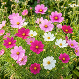 Set of 1000 Mix Cosmos Flower Seeds, Cosmos Flower Plant, Colorful Blooming for Outdoor Gardening