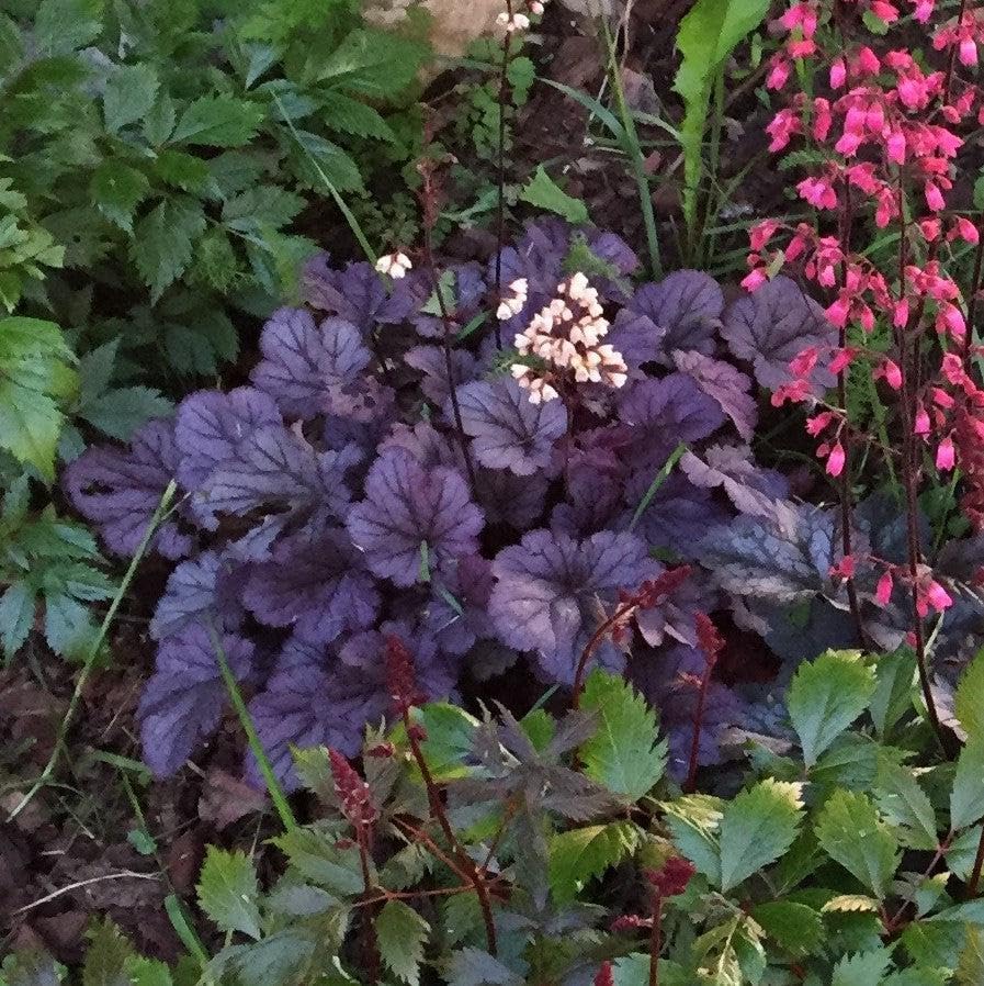 Set 2 Heuchera Bushes Live Plants, Live Perennial Coral Bells for Planting, 4 to 8 Inches - Dark Purple
