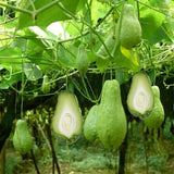 Green Chayote Squash Vine Live Plant, Edible Vegetable Plant, 8-10 Inches Tall for Garden Planting