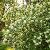 Set 2 Snowball Viburnum Live Plants, Bare Root 8 to 12 Inches Tall, White Flowering Shrub, Low Maintenance for Outdoor Garden