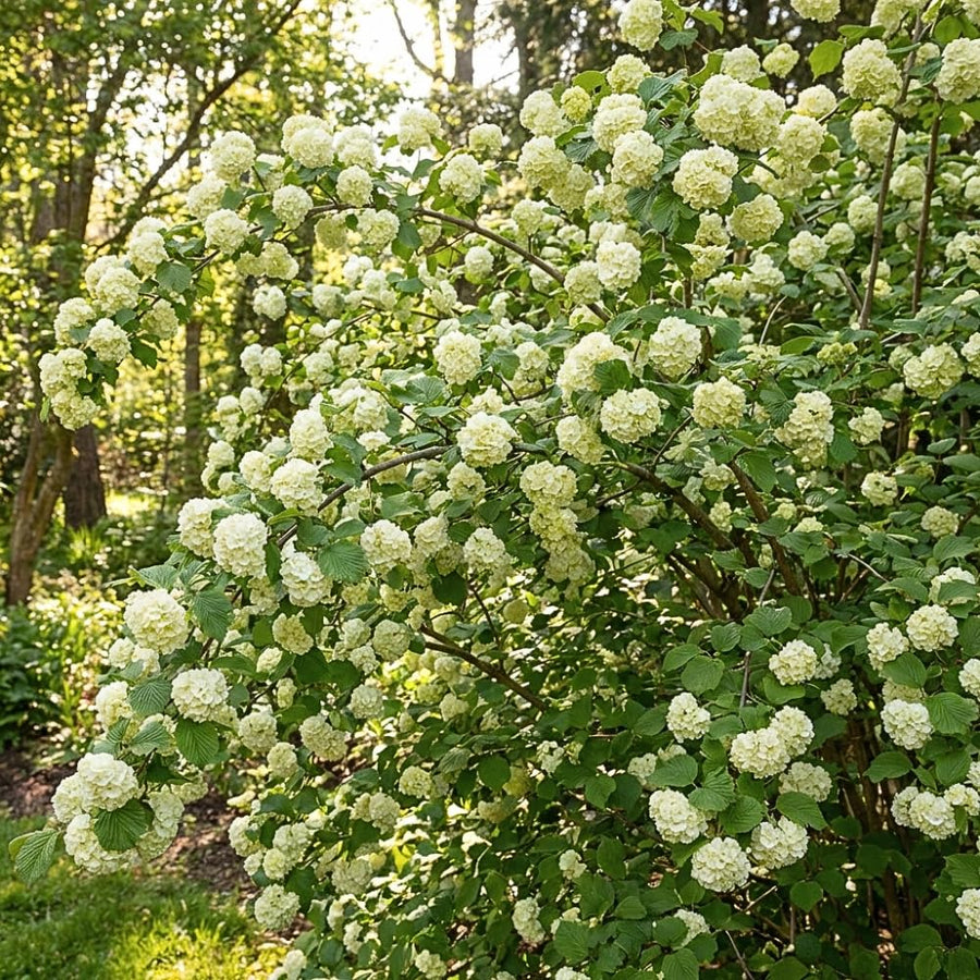 Set 2 Snowball Viburnum Live Plants, Bare Root 8 to 12 Inches Tall, White Flowering Shrub, Low Maintenance for Outdoor Garden