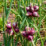 50 Egyptian Walking Onion Seeds for Planting, Hardy Perennial Vegetable Seeds, Not Bulbs, Edible Onion Herb for Home Garden Year-Round Planting