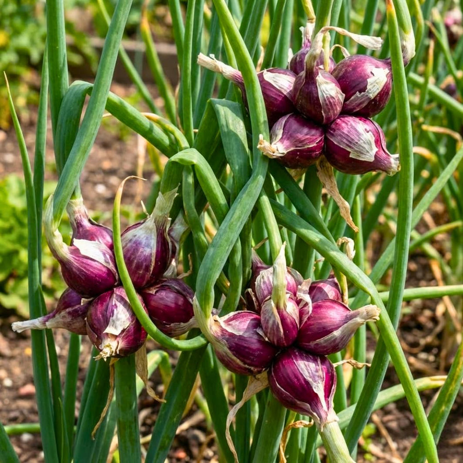50 Egyptian Walking Onion Seeds for Planting, Hardy Perennial Vegetable Seeds, Not Bulbs, Edible Onion Herb for Home Garden Year-Round Planting